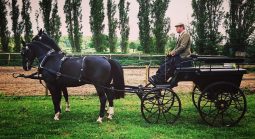D K Carriage Horses