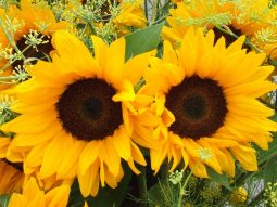 Essence of You Celebrants